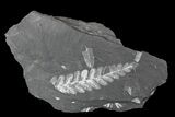 Wide, Fossil Seed Fern (Neuropteris) Plate - Pennsylvania #168365-1